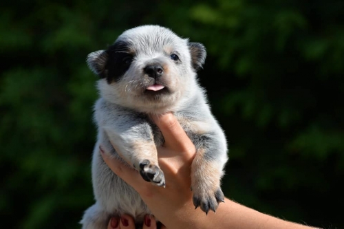 HARLEY DAVIDSON - male - 3 weeks old